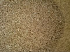 Зерно пшеница фураж