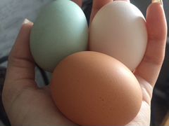 Яйца от домашних породистых кур