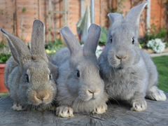 Кролики, разных пород
