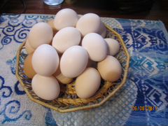 Яйца домашние,куриные