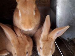 Кролики порода Бургундия