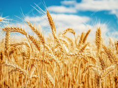 Зерно пшеница ячмень зцм комбикорм отруби соль