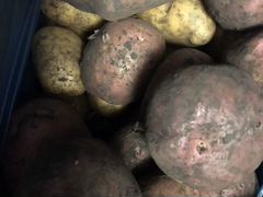 Отборный картофель. Выращен в Гагинском районе