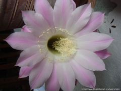 Кактусы Эхинопсис цветки крупные белые и розовые