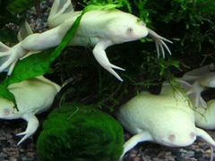 Белые аквариумные лягушки