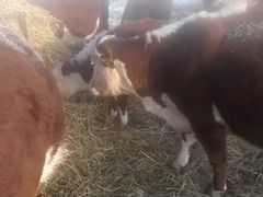 Коровы Герефордской породы