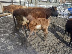 Корова и теленок бычок полтора месяца