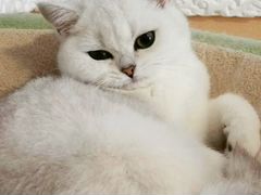 Британский котенок (серебристая шиншилла)