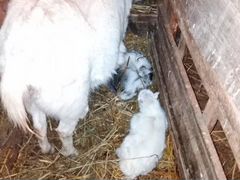 Молочные козы, козлята в подарок