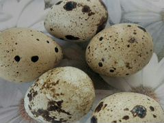 Яйца перепелиные для инкубации