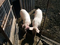 Свинки и кабанчик(кострированный)