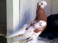 Продаются узбекские голуби