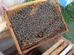 Пчелосемьи, отводки, пчеломатки