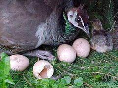 Инкубационное яйцо индийского павлина