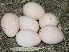 Яйца (инкубационные) индюшки