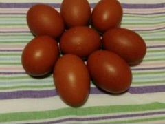 Инкубационные яйцо Марана медного