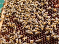 Пчелосемьи (пчелы)