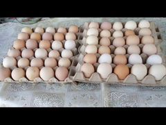 Яйцо инкубационное и столовое