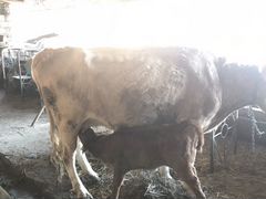 Корова с телком