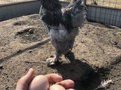 Яйцо брам инкубационное