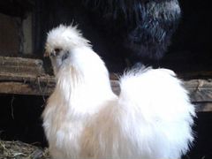 Цыплята, птенцы китайской шёлковой курицы