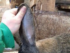 Кролики ризен фландэр обр от 2 месяцев от элитных