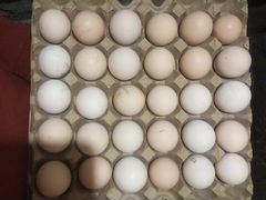 Яйца домашние, инкубационые