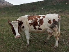 Коровы (пермские)