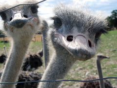 Самки страуса