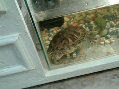 Красноухая черепаха-Наташа, аквариум, фильтр