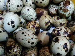 Яйца перепелиные