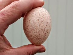 Яйцо инкубационное индюшиное