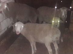 Овцы