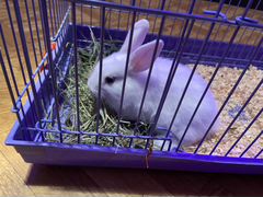 Кролик 1,5 месяца
