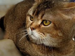 Шотланский кот на вязку