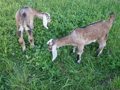 Англо-нубийские козы 100. 1,5 месяца