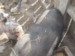 Вьетнамская супоросная свинья