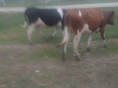 1 корова и 2 телочки