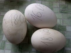 Инкубационные яйца гусей
