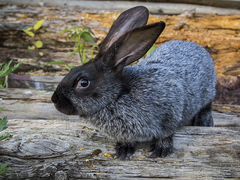 Кролик породы Полтавское серебро