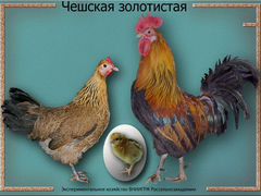 Инкубационное яйцо чешская золотистая и фавероль