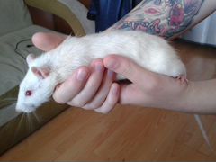 Крыса белая (Возраст примерно полгода, мальчик)