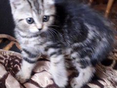Кошка Продам котенка шотладской вислоухой (стрейч