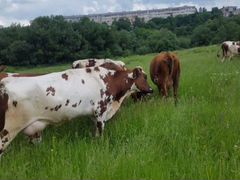 Коровы айрширской породы