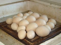 Инкубационное яйцо павлина