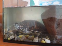 Черепашка + аквариум