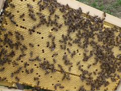 Продам отводки пчёл