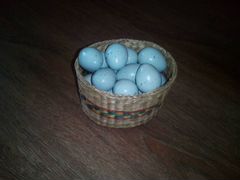 Инкубационное яйцо перепелов Селадон,породных кур