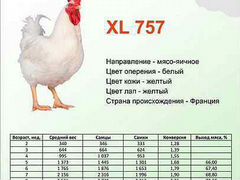 Яйца инкубационные мясо-яичный кросс XL 757