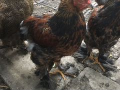 Цыплята Брама
